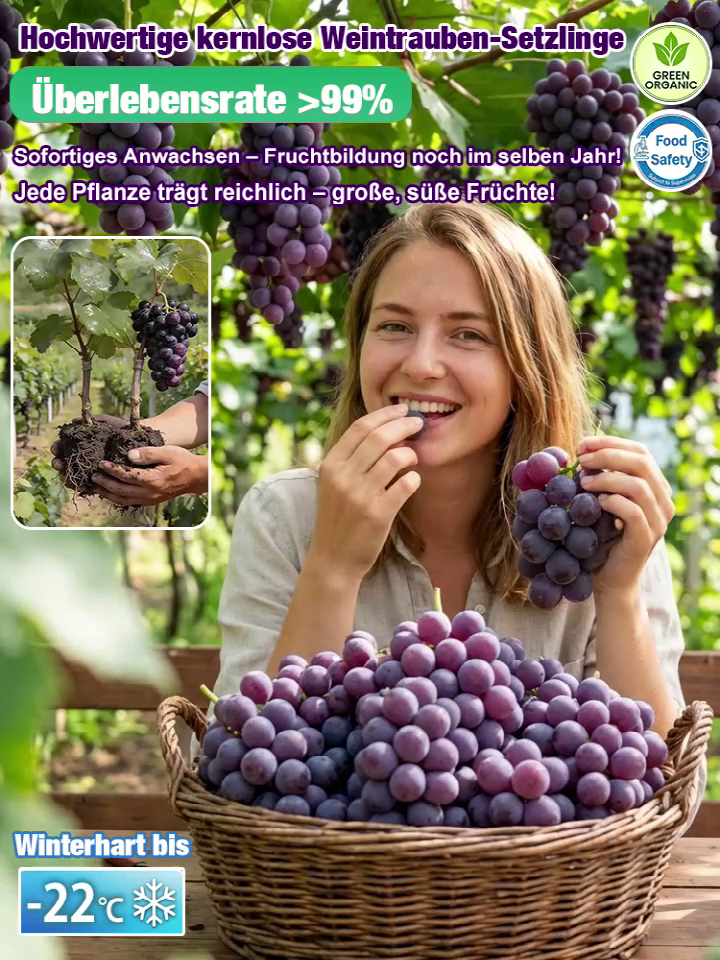 【💯 EDie Perle des Rheingaus! 💯】Ernte im Juli&Wunder-Rebe 🍇 10kg Ertrag pro Stock. 90 Tage Anwachsgarantie.