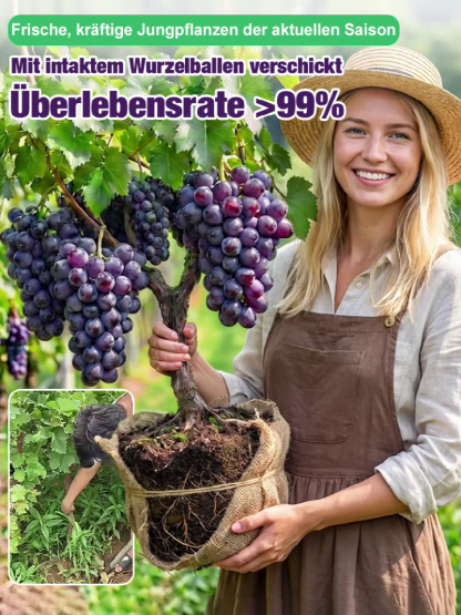【💯 EDie Perle des Rheingaus! 💯】Ernte im Juli&Wunder-Rebe 🍇 10kg Ertrag pro Stock. 90 Tage Anwachsgarantie.