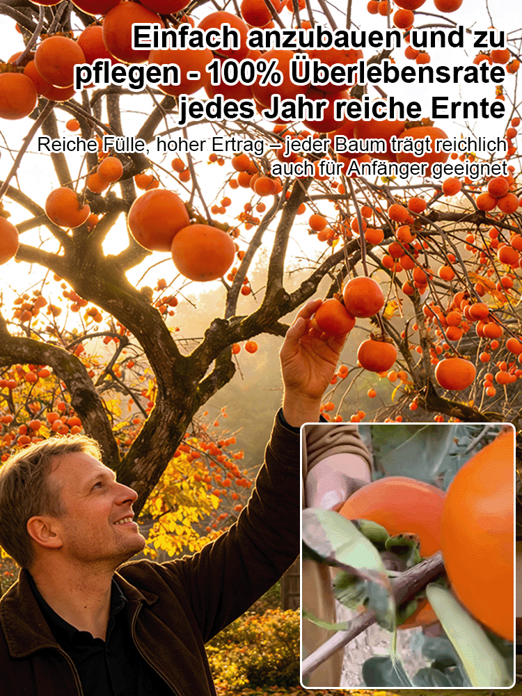 🌳Jetzt pflanzen, im Oktober ernten | Japanische Zwerg-Kaki: Anfängerfreundlich, nur gießen, 100% Anwachsgarantie & Ernte im ersten Jahr, winterhart von -35°C bis 42°C ✨