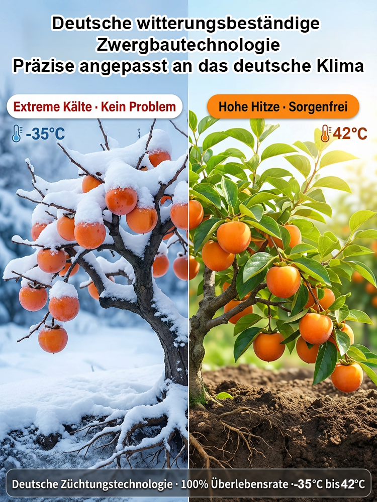 🌳Jetzt pflanzen, im Oktober ernten | Japanische Zwerg-Kaki: Anfängerfreundlich, nur gießen, 100% Anwachsgarantie & Ernte im ersten Jahr, winterhart von -35°C bis 42°C ✨