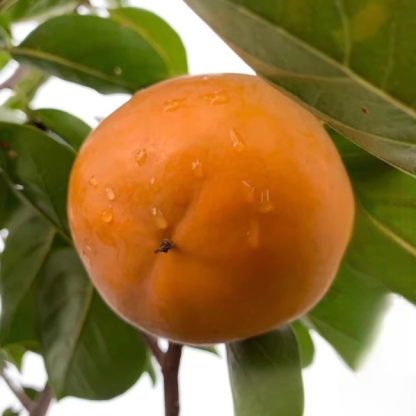 🌳Jetzt pflanzen, im Oktober ernten | Japanische Zwerg-Kaki: Anfängerfreundlich, nur gießen, 100% Anwachsgarantie & Ernte im ersten Jahr, winterhart von -35°C bis 42°C ✨