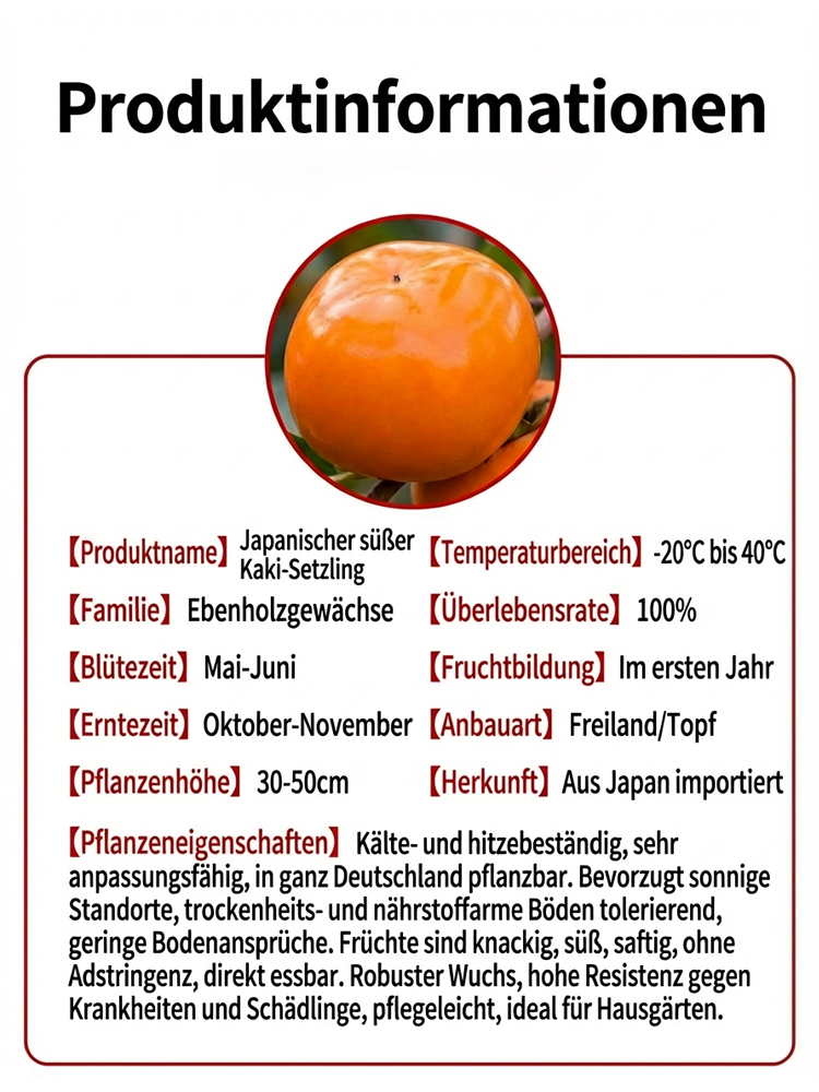 🌳Jetzt pflanzen, im Oktober ernten | Japanische Zwerg-Kaki: Anfängerfreundlich, nur gießen, 100% Anwachsgarantie & Ernte im ersten Jahr, winterhart von -35°C bis 42°C ✨