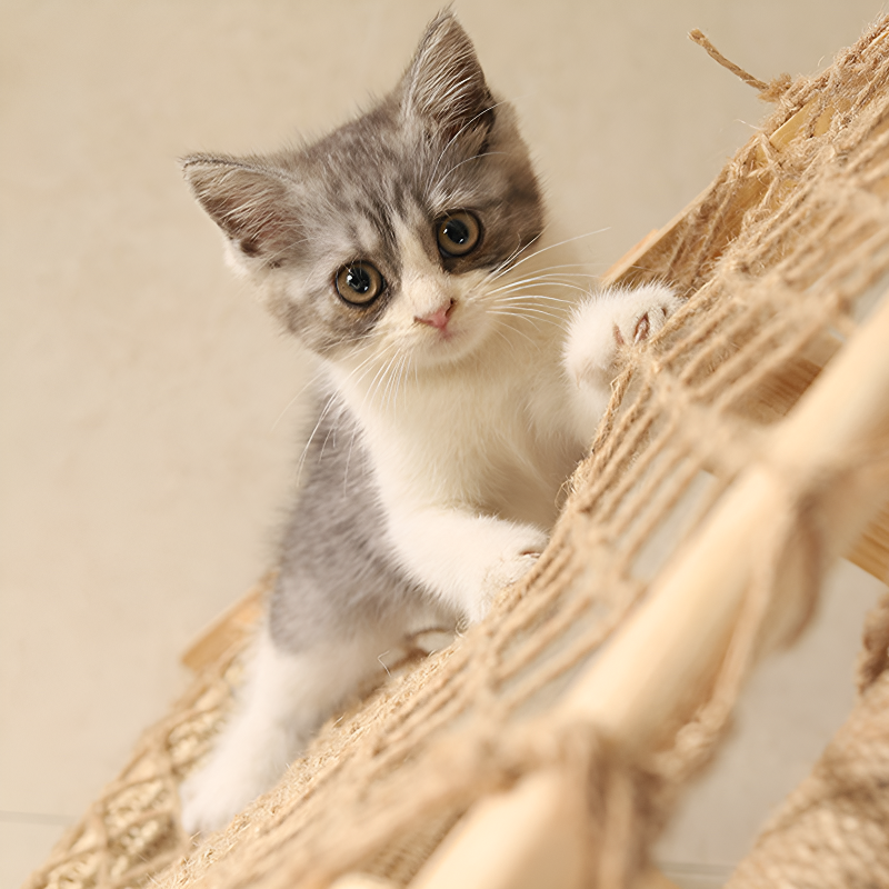 Multifunkciós tömörfa macskabútor, kaparódeszka és függőágy szett