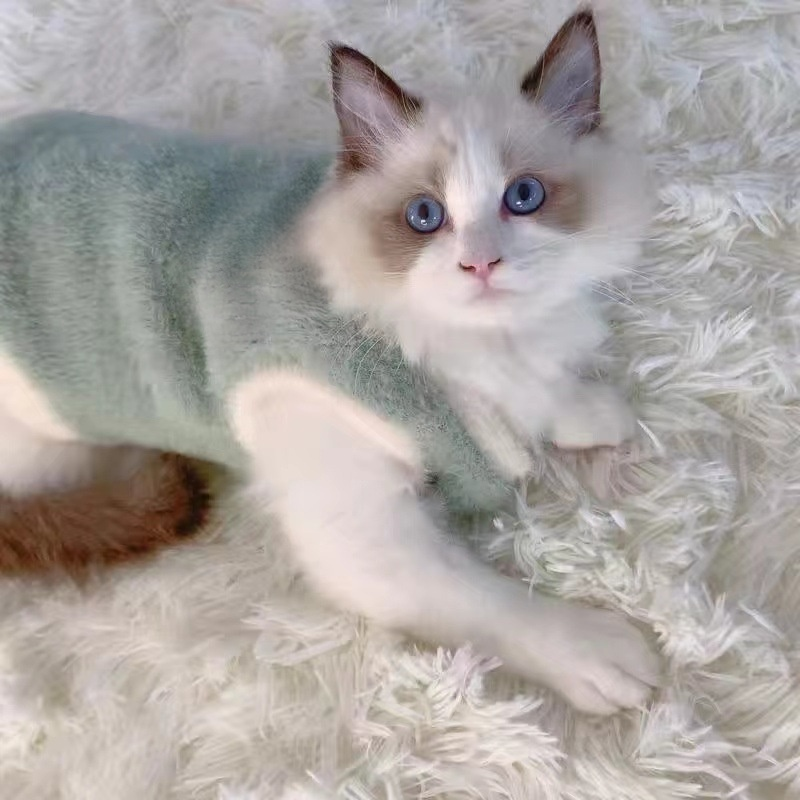 Aranyos kétlábú plüss ruha macskáknak