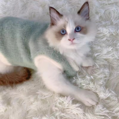 Aranyos kétlábú plüss ruha macskáknak