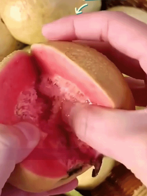 【Niedriger Fettgehalt, Vorbeugung gegen die drei hohen Werte】Perlen-Guaven-Samen