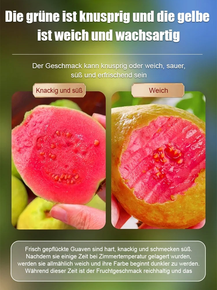 【Niedriger Fettgehalt, Vorbeugung gegen die drei hohen Werte】Perlen-Guaven-Samen