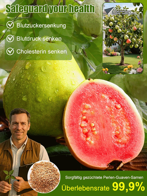 【Niedriger Fettgehalt, Vorbeugung gegen die drei hohen Werte】Perlen-Guaven-Samen