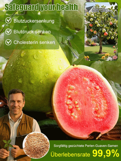 【Niedriger Fettgehalt, Vorbeugung gegen die drei hohen Werte】Perlen-Guaven-Samen