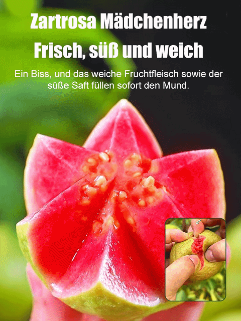 【Niedriger Fettgehalt, Vorbeugung gegen die drei hohen Werte】Perlen-Guaven-Samen