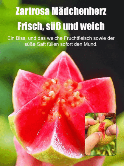 【Niedriger Fettgehalt, Vorbeugung gegen die drei hohen Werte】Perlen-Guaven-Samen