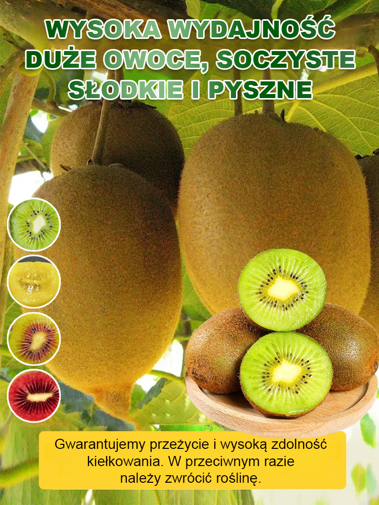 Organiczne drzewko kiwi z Nowej Zelandii w doniczce – naturalny zastrzyk energii i witamina C