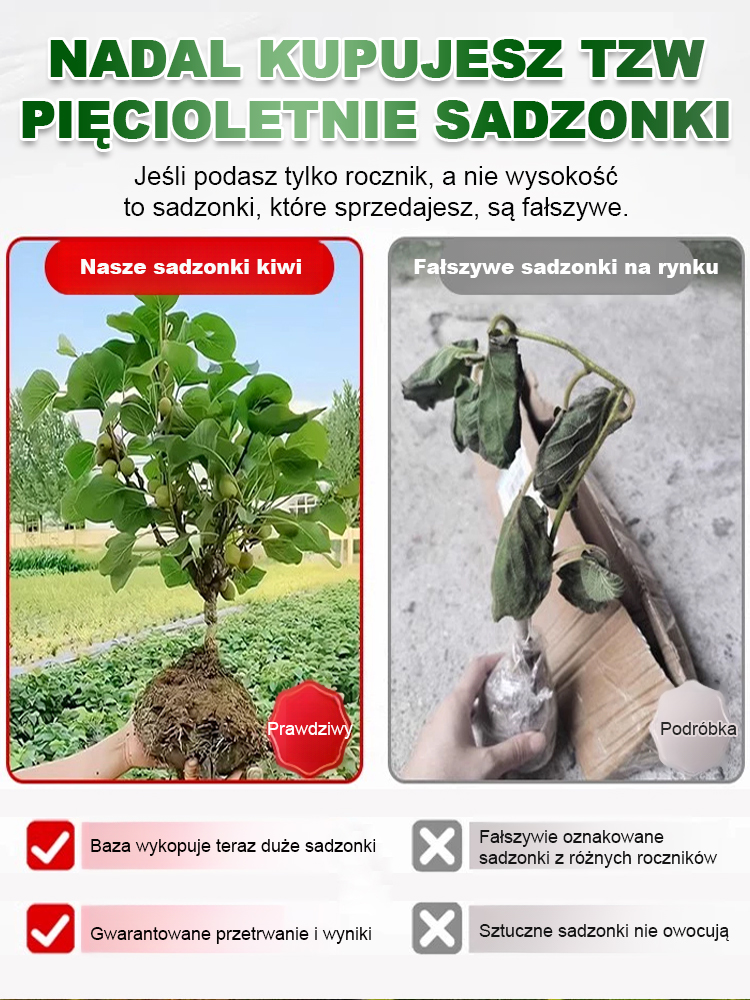 Organiczne drzewko kiwi z Nowej Zelandii w doniczce – naturalny zastrzyk energii i witamina C