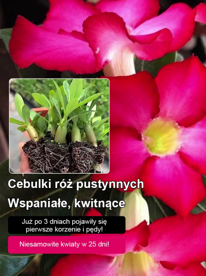 [Żyj 100 lat w wodzie] Cebule róży pustynnej