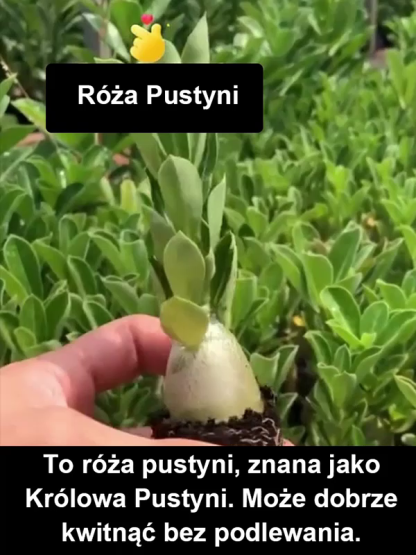 [Żyj 100 lat w wodzie] Cebule róży pustynnej