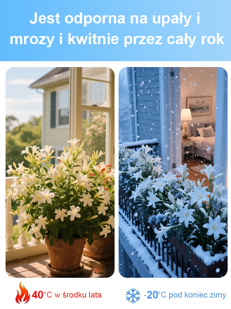 【Kwitnie normalnie w temperaturze -20℃】Kwiaty tuberozy pachnące na tysiące mil，Kwitnie co roku