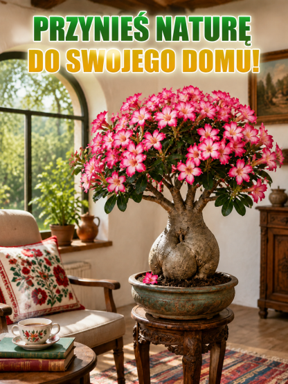 Cebule Róży Pustynnej Premium - Roślina Dla Zapracowanych (90 Dni Bez Wody)