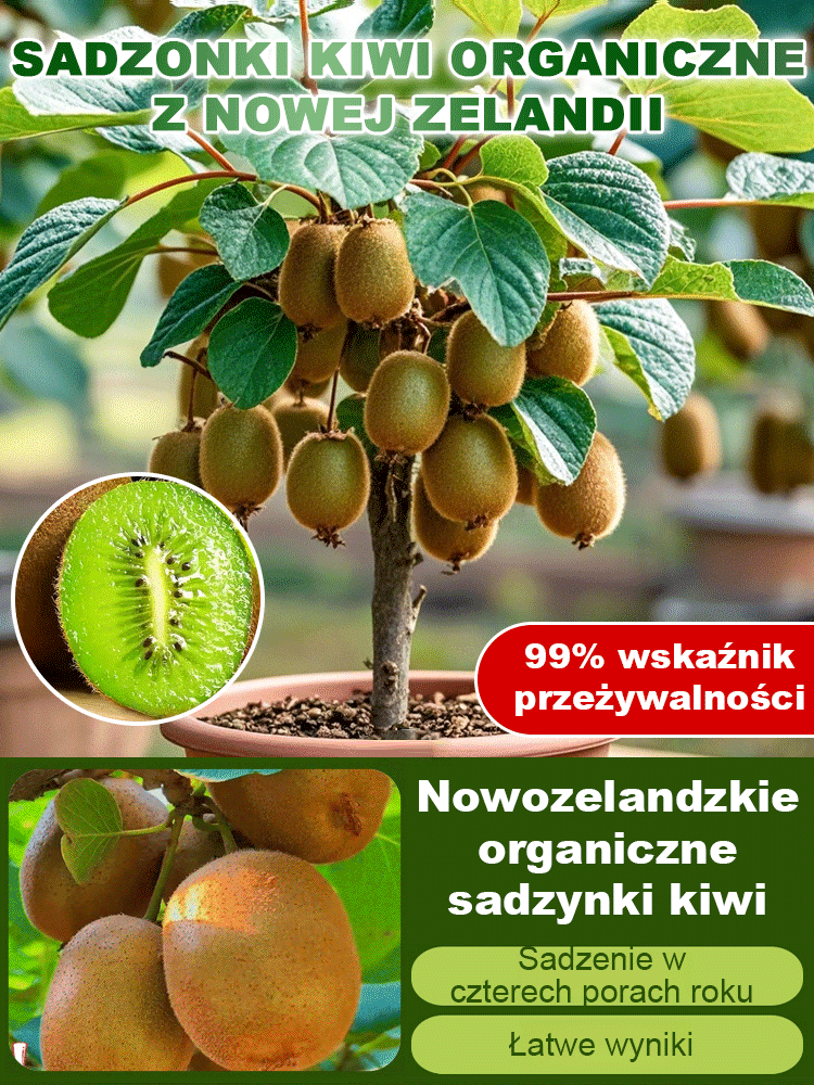 Organiczne drzewko kiwi z Nowej Zelandii w doniczce – naturalny zastrzyk energii i witamina C