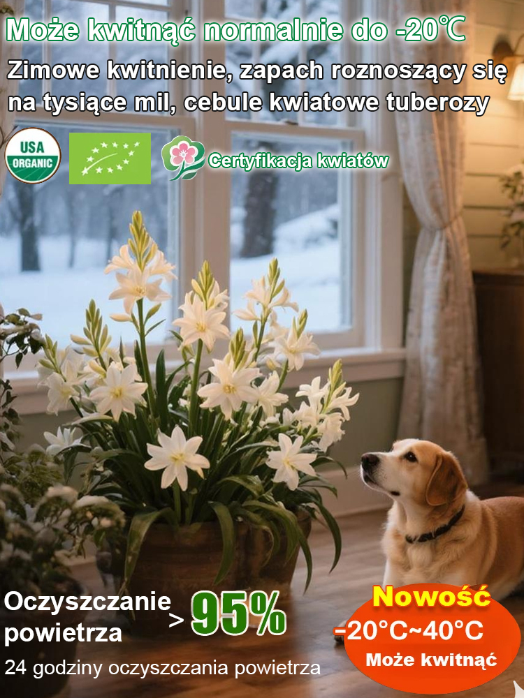 【Kwitnie normalnie w temperaturze -20℃】Kwiaty tuberozy pachnące na tysiące mil，Kwitnie co roku