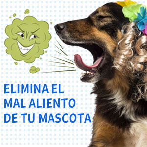 Pasta de dientes de mascota