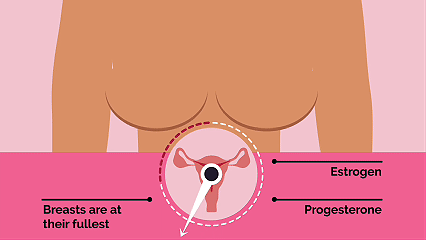 Breast Health Animation