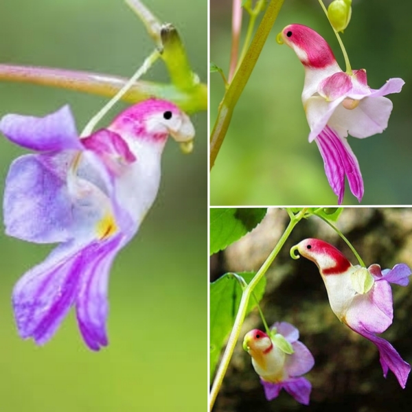 🦜Semienka papagájovej orchideje 🦜 Jednoduché na pestovanie