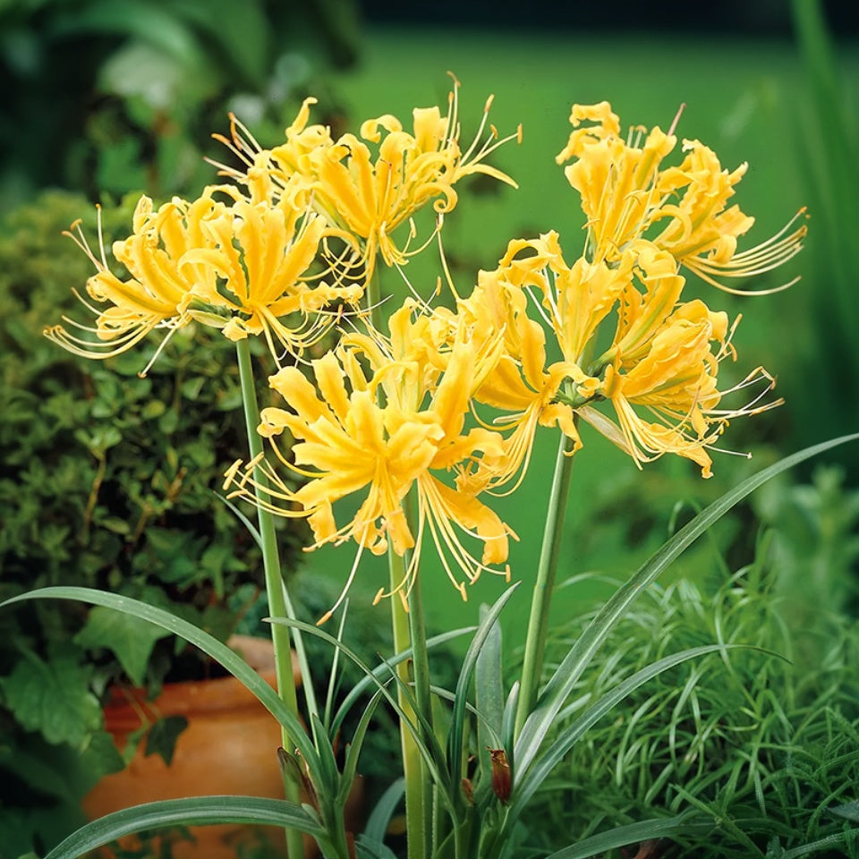 ✨🌺Spider Lily🌸 brightens up your garden with its magical beauty! 🧚🏻