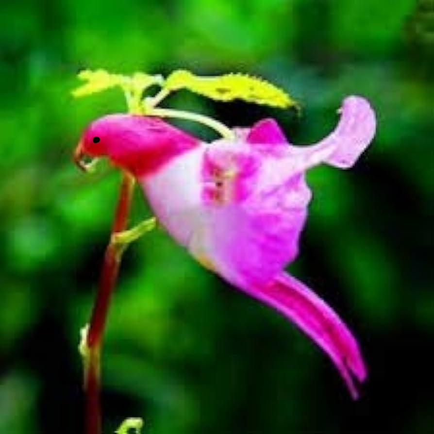 🦜Semienka papagájovej orchideje 🦜 Jednoduché na pestovanie