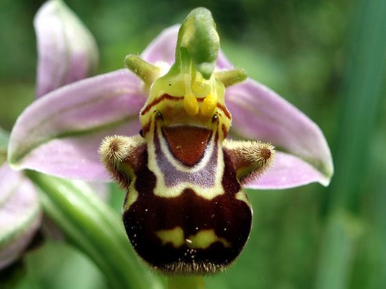 🐝Редките семена Ophrys Apifera (Смееща се пчелна орхидея)