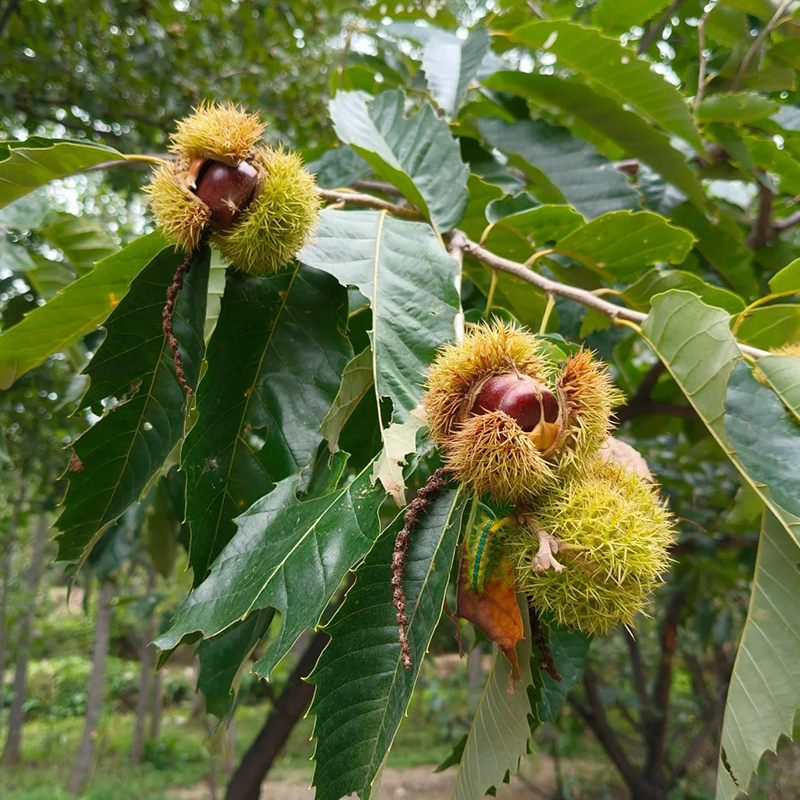 🔥Posledné 3 hodiny: 50% zľava - 🌰Semená zakrpateného gaštana – sladké a voňavé orechy🌱