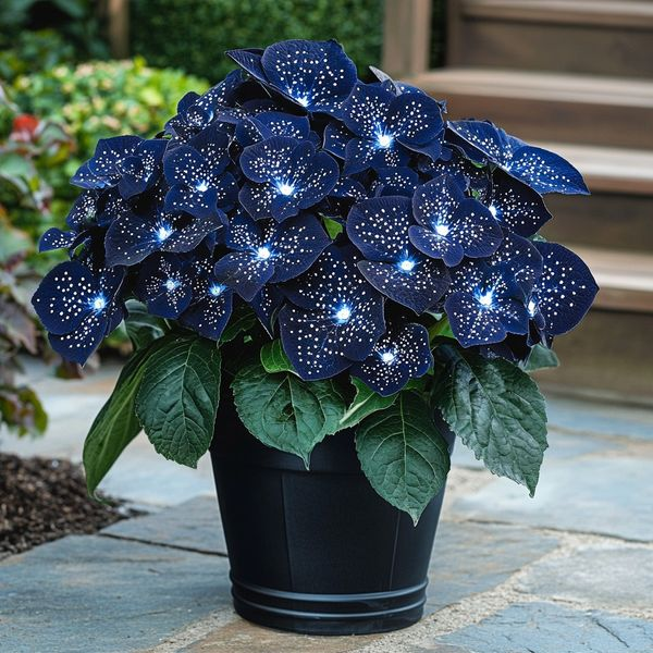 🦋Semienka begónie „Lunar Moth