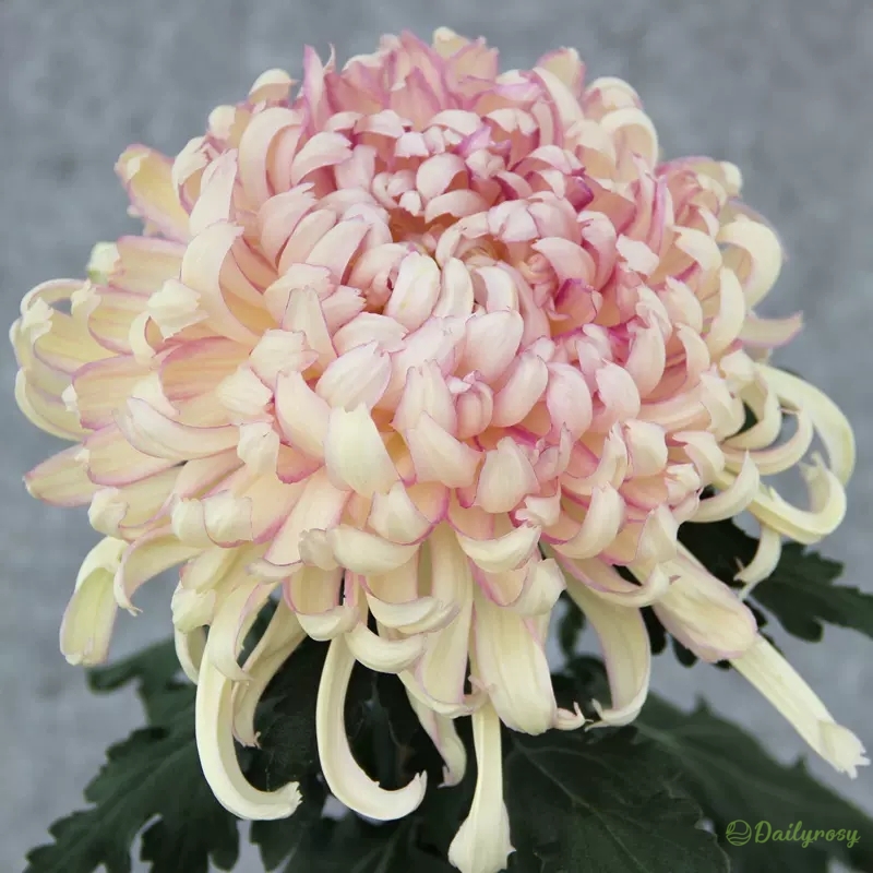 Beautiful Rare Spider Chrysanthemum 🌻 Very Easy
