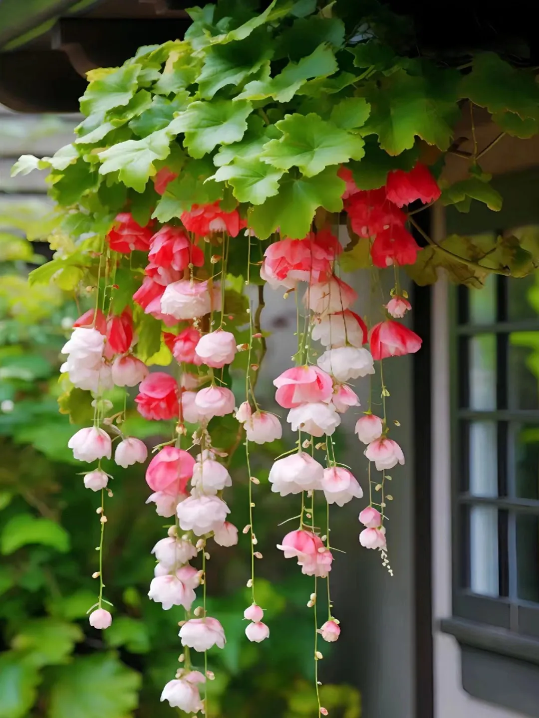 Begonia flower Seeds