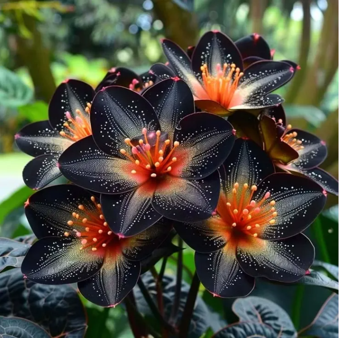 🌟Polnocná modrá begónia