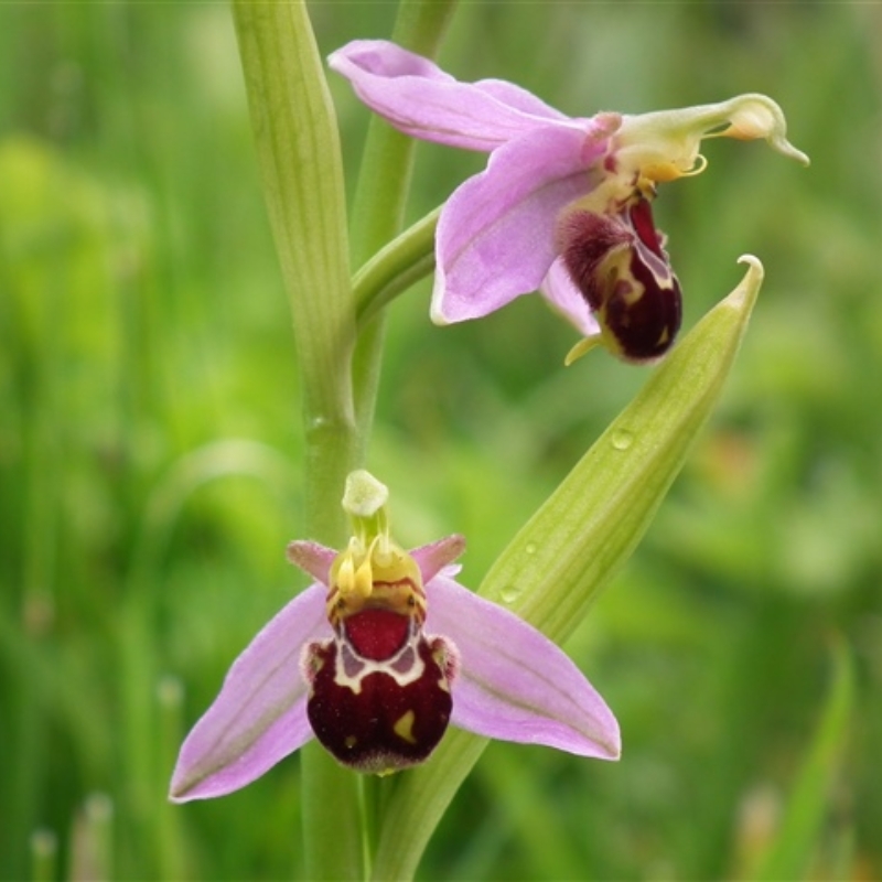 🐝Редките семена Ophrys Apifera (Смееща се пчелна орхидея)