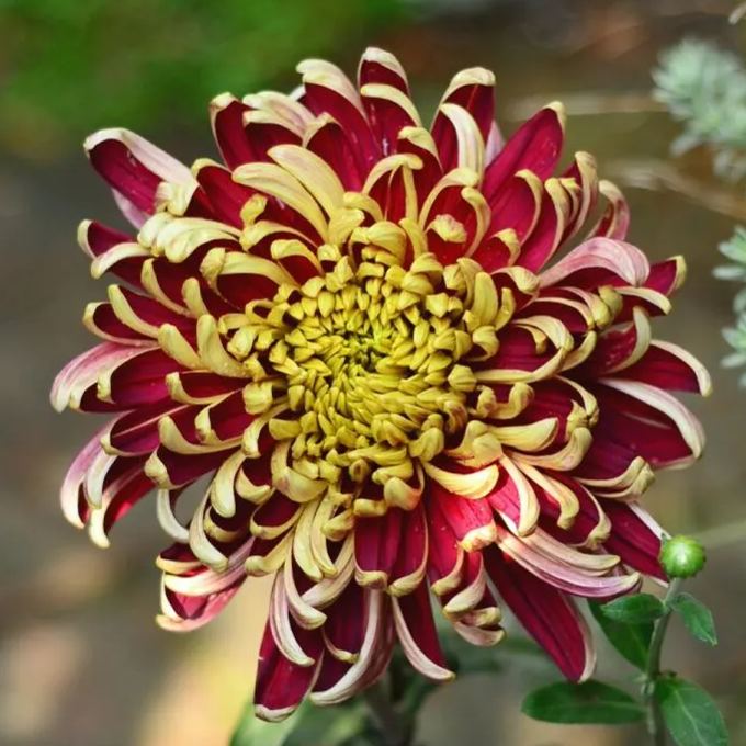 Beautiful Rare Spider Chrysanthemum 🌻 Very Easy