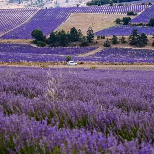 💐Levanduľové semienka