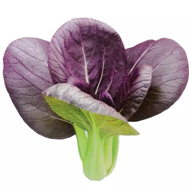 Purple Rape Brassica Seeds