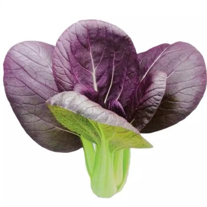 Purple Rape Brassica Seeds