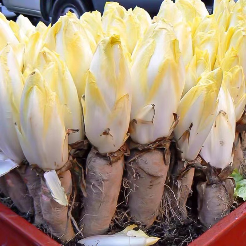 European Chicory Seeds
