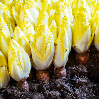 European Chicory Seeds