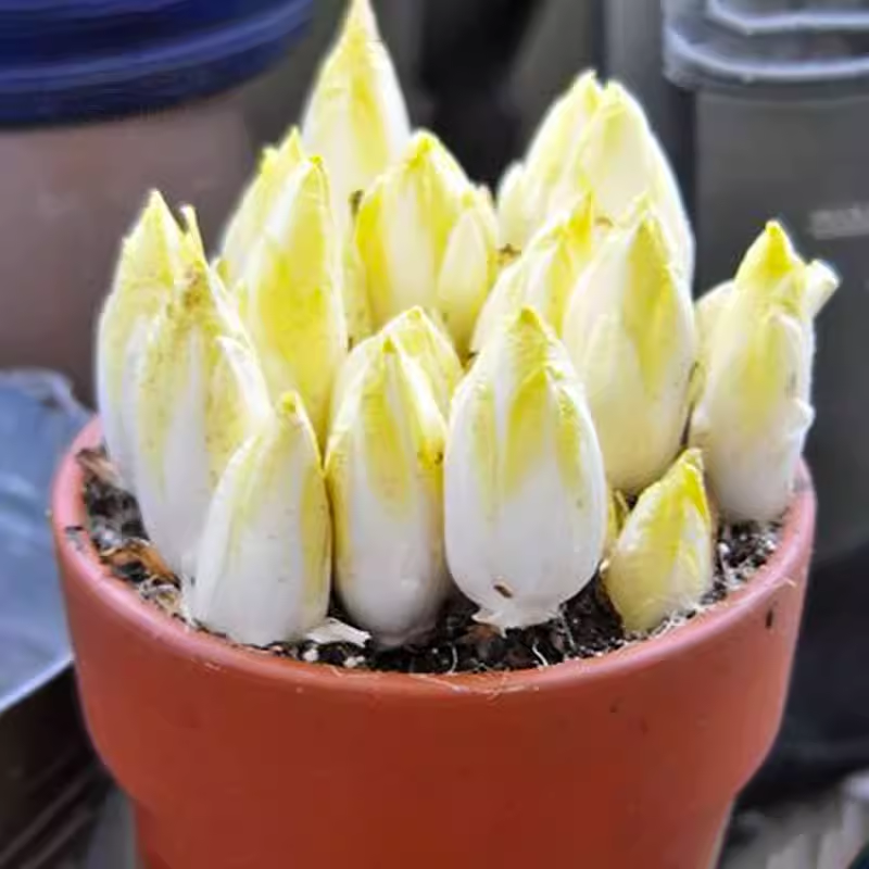 European Chicory Seeds