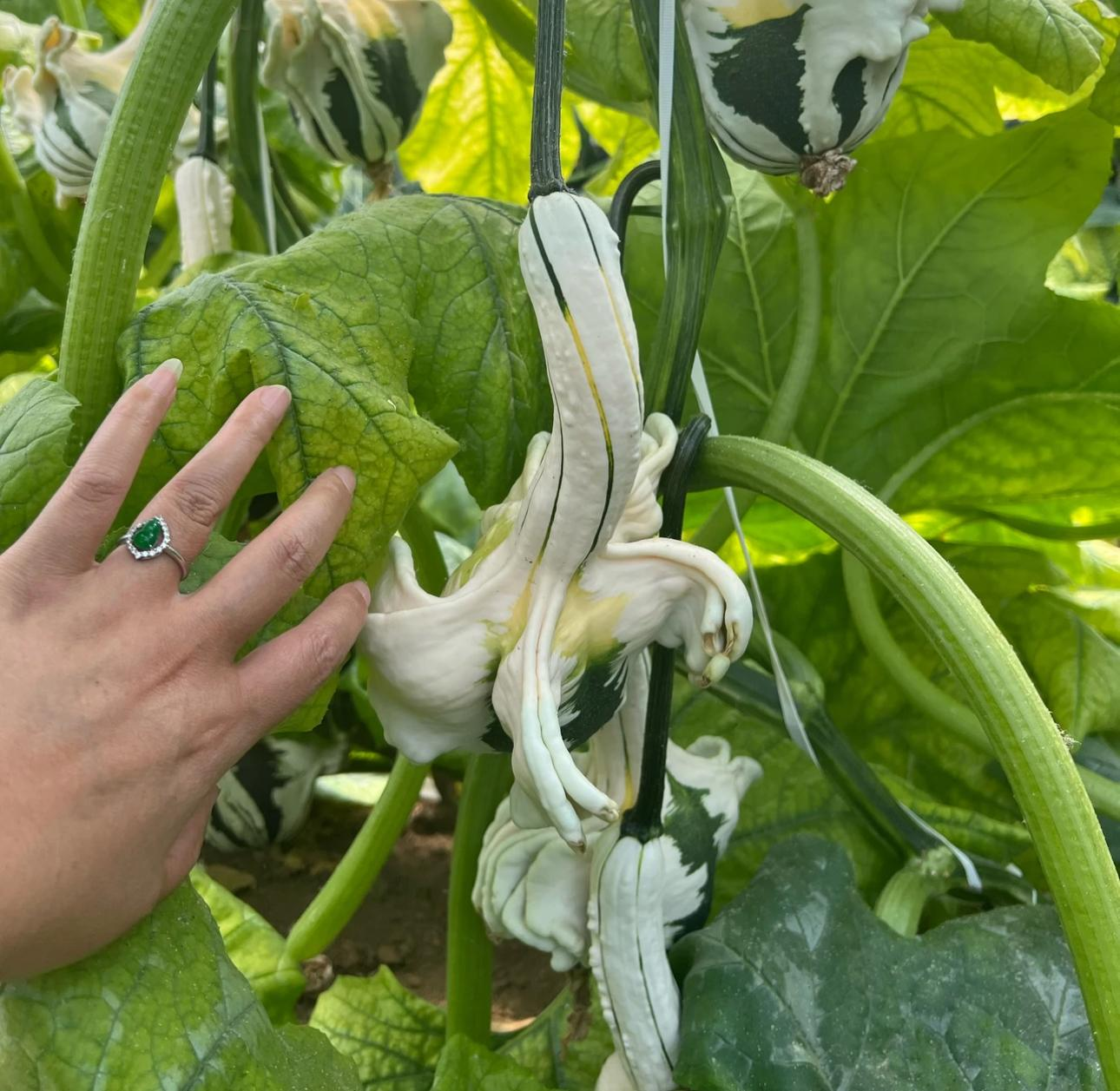 White Swan Pumpkin Seeds🦢🎃Rare Pumpkins