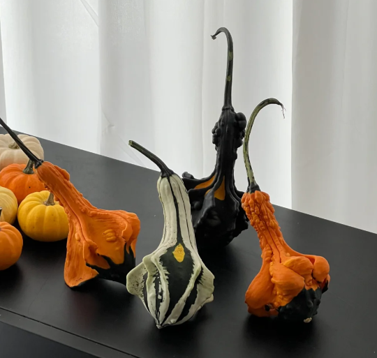 White Swan Pumpkin Seeds🦢🎃Rare Pumpkins