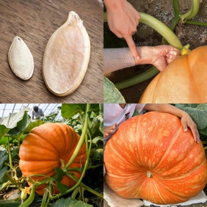 Giant Pumpkin - Up to 500 pounds👍