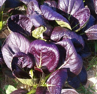 Purple Rape Brassica Seeds