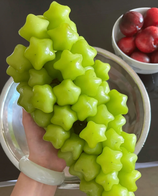 Semená zeleniny a ovocia