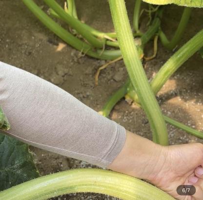 Giant Pumpkin - Up to 500 pounds👍