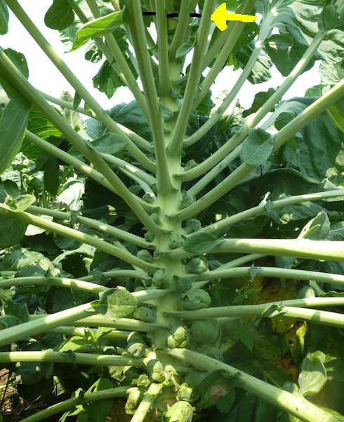 Kale Tree-King Of Vegetables