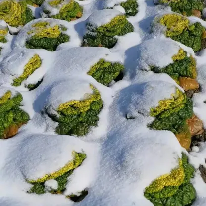 Brassica Narinosa Seeds 🥬